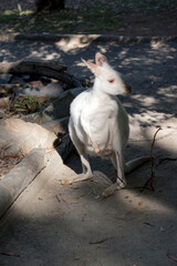 this is an albino western grey grey kangaroo