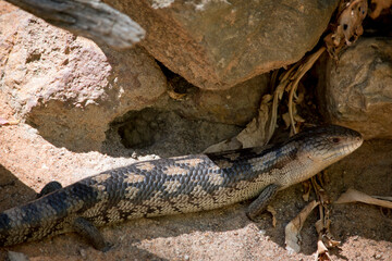 the blue tongue lizard is grey and black