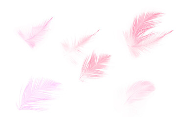 Obraz premium Beautiful collection light pink feather isolated on white background