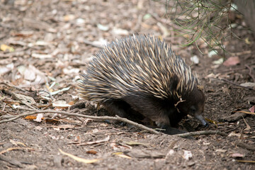 the echidna is looking for food