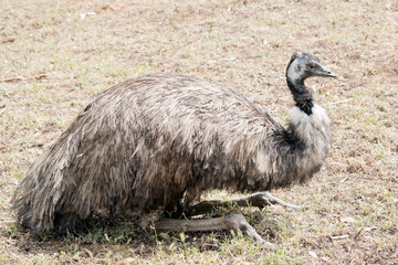 this is a side view of an Australian emu