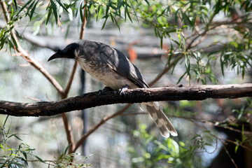 this is a side view of a frair bird