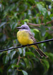 pequeño pájaro de ciudad descansando en un cable de luz 