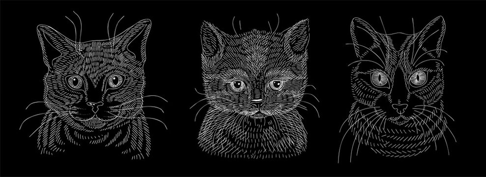 A set of illustrations of the head of a cat or kitten. A sketch drawn in white chalk on a blackboard.