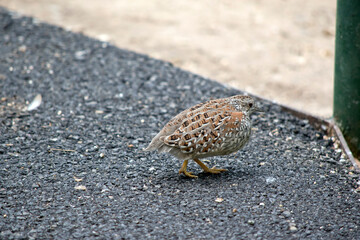 the king quail is looking for food