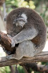 this is a side view of a koala resting