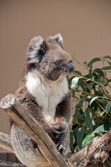 the koala is sitting in the fork of a tree