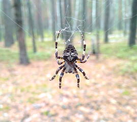 A large spider hangs on a web against the backdrop of the forest. 