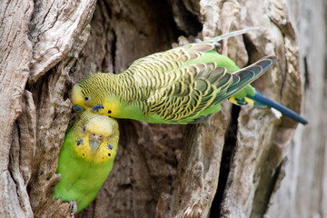 the budgerigars are preening each other