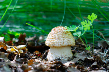A young, thick, edible mushroom Amanita rubescens grows in the forest against the background of plants. 
