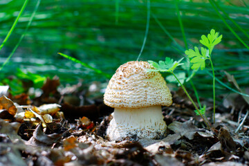 A young, thick, edible mushroom Amanita rubescens grows in the forest against the background of...