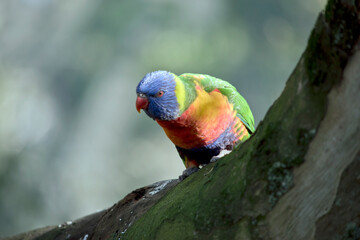 the rainbow lorikeet is on a tree branch