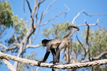 the spider monkey is walking across a rope