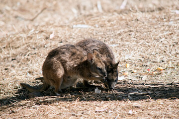 the tammar wallaby are tan with white bellies and white chin stripes