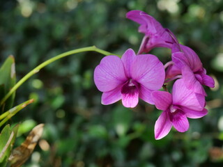 Tropical orchid with natural green background, Petals of pink and purple flowers blooming