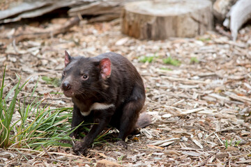 the Tasmanian Devil carnivor they are extremely vicious