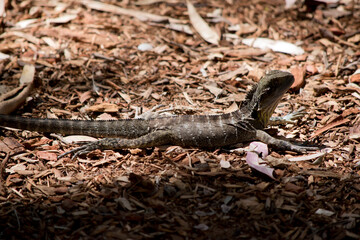 this is a side view of a water dragon