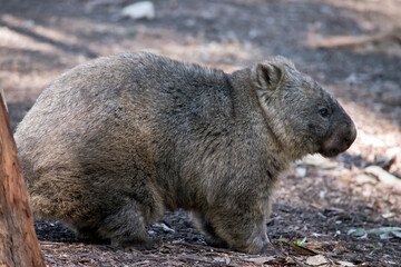 this is a close up of a wombat