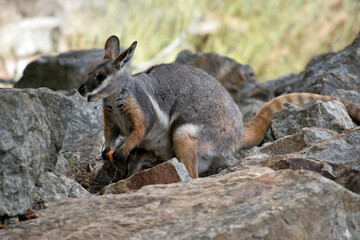 the yellow footed rock wallaby has a joey in her pouch