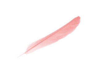 Beautiful pastel soft pink feather flamingo isolated on white background