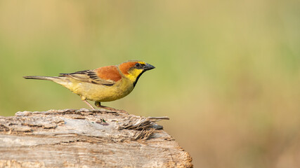 Plain-backed sparrow perching on tree bark