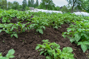 Fototapeta na wymiar beds of young potatoes on a personal plot