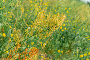 small black midges stuck to agricultural plants. sorrel disease
