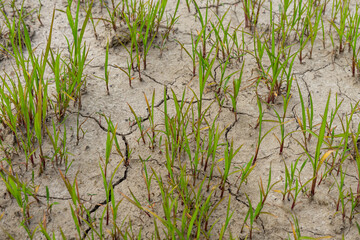 young grass grass sprouting through dry cracked ground