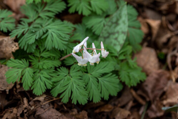 Macro texture background of uncultivated tiny white Dutchman's Breeches (Dicentra cucullaria) wildflowers growing in their native woodland habitat in early spring.