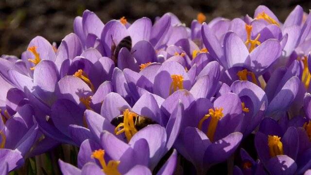 Bees on purple crocus growing outside. View at magic blooming spring flowers crocus sativus. Selective Focus. Spring garden.