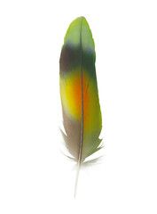 Colorful beautiful parrot lovebird feather isolated on white background