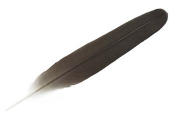 Beautiful  eagle feather isolated on white background