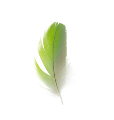 Beautiful green macaw parrot lovebird feather isolated on white background
