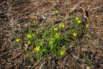 The yellow star-of-Bethlehem (lat. Gagea lutea), and a honey-bee of the family Apidae.