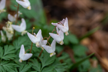 Macro texture background of uncultivated tiny white Dutchman's Breeches (Dicentra cucullaria) wildflowers growing in their native woodland habitat in early spring.