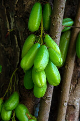 Averrhoa bilimbi fruit on tree.