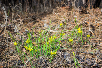 The yellow star-of-Bethlehem (lat. Gagea lutea), and a honey-bee of the family Apidae.