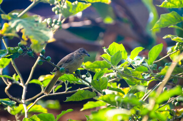 Pycnonotus striatus(bul bul) eats Turkey berry from bunch on a Turkey berry tree.