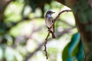 Averrhoa bilimbi fruit on tree.