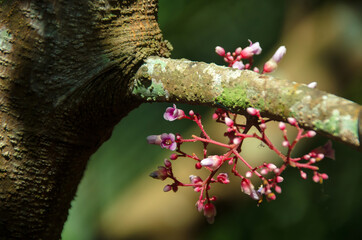 starfruit flower (Averrhoa carambola) in bloom