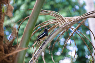 male Oriental Magpie-Robin on the Coconut Tree, Magpie Robin (Copsychus saularis)