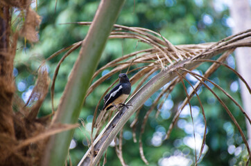 male Oriental Magpie-Robin on the Coconut Tree, Magpie Robin (Copsychus saularis)