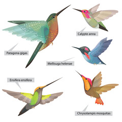 Set with different bright decorative  hummingbirds from South and Central America. Real Latin titles. Illustration for books about animals and wild life.