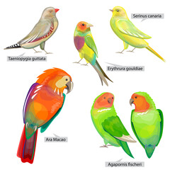 Set with different birds that can be used for living in cages. Real Latin titles. Illustration for books about animals and wild life.