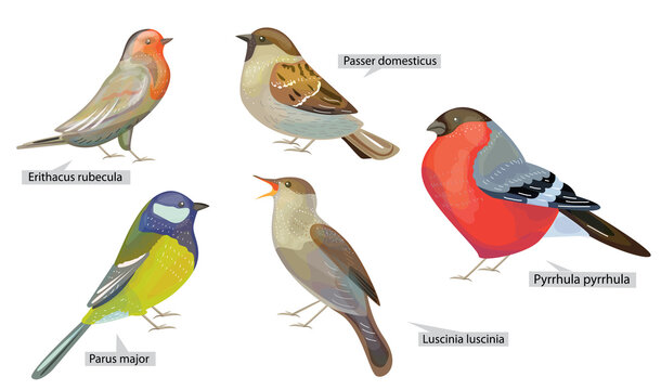 Set with different winter birds living in North  America and Europe. Real Latin titles. Illustration for books about animals and wild life.
