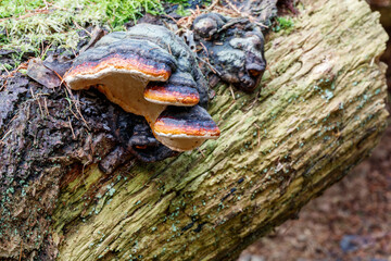 schöner rotrandiger Baumpilz, Baumschwamm auf Todholz im Wald