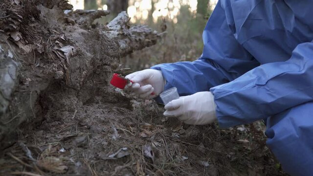 An ecologist in uniform takes soil samples into a test tube for laboratory research.