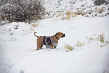 Dog in snow wearing a sweater