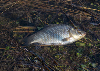 a carousel on the shore of the lake fishing as a hobby, early spring in nature