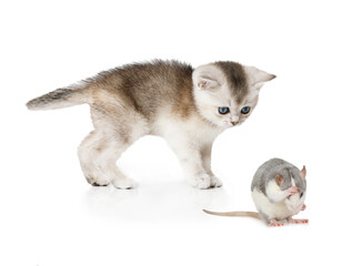 Fototapeta na wymiar Scottish kitten curiously watches a washing rat